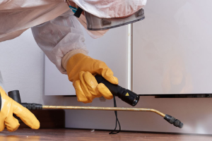 Messie Schädlingsbekämpfung Kirchheim Unter Teck